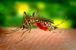 Governor Asks Oklahomans to be Proactive and Protect Against West Nile Virus  
