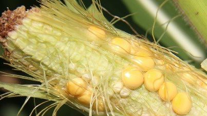 Full Force of Corns Projected Shortfall to be Felt by Corn Demanders