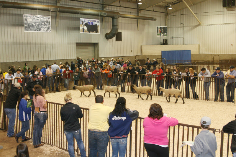 Gatlin Squires and Cassi Allread Top Oklahoma State Fair Livestock Judging Competition