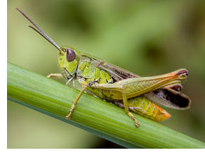 OSU Entomologist Offers Tips on Controlling Grasshoppers in Wheat and Canola