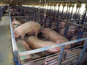 Oklahoma Hog Farm Wins 2012 Pork Industry Environmental Steward Award