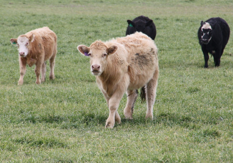 Using Wheat Pasture as a Winter Supplement for Cows