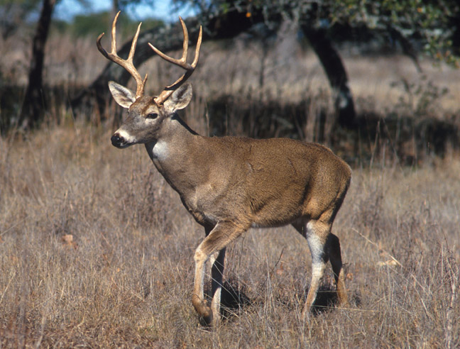 Blue Tongue Disease Reported in Several Oklahoma Deer