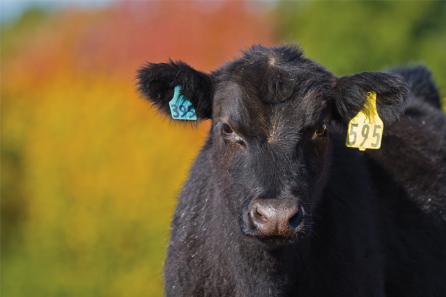 Oklahoma Quality Beef Network Vac-45 Fall Sales Starting Soon