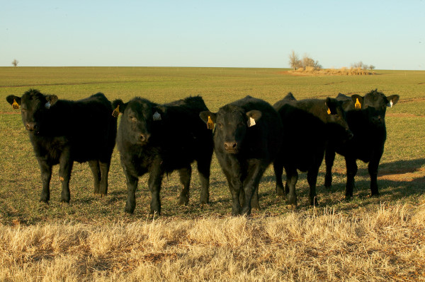 oklahoma cows