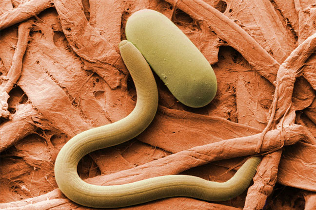 Recent Discoveries Spell Double Trouble for Soybean Cyst Nematode