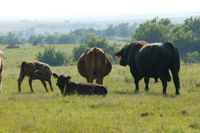 Observe Bulls Closely as the Breeding Season Begins