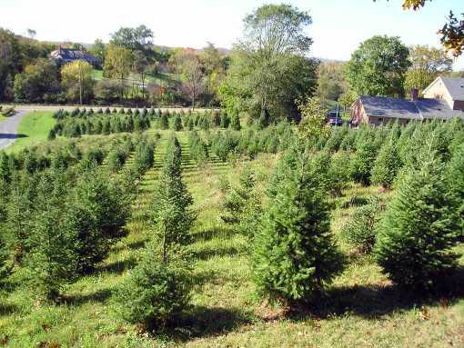 Christmas trees are safe if properly maintained
