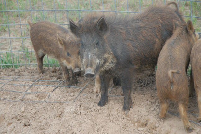 Feral Hogs Running Wild Throughout the State