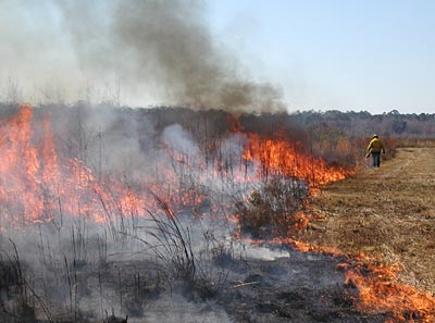 Burn Associations Can Help Landowners With Prescribed Burns