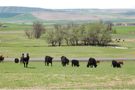 USDA to Inventory U.S. Cattle Next Month