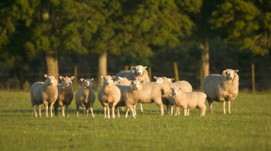 Annual Sheep and Goat Survey Scheduled for Next Month by USDA