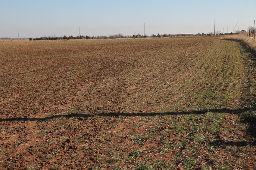 2013 Wheat Crop Hangs On- Waiting for Rain- Latest WheatWatch 2013 Pictures