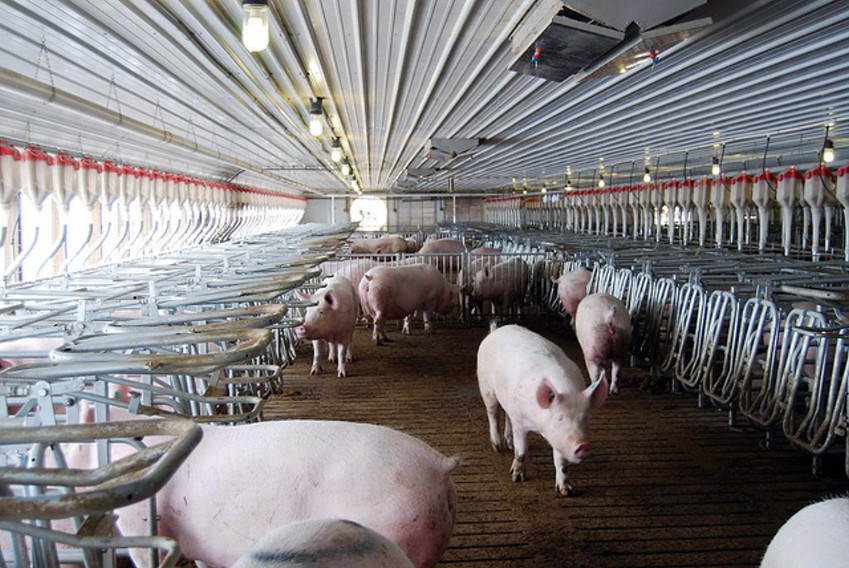 Smithfield at Almost Forty Percent of Their Sows in Group Housing