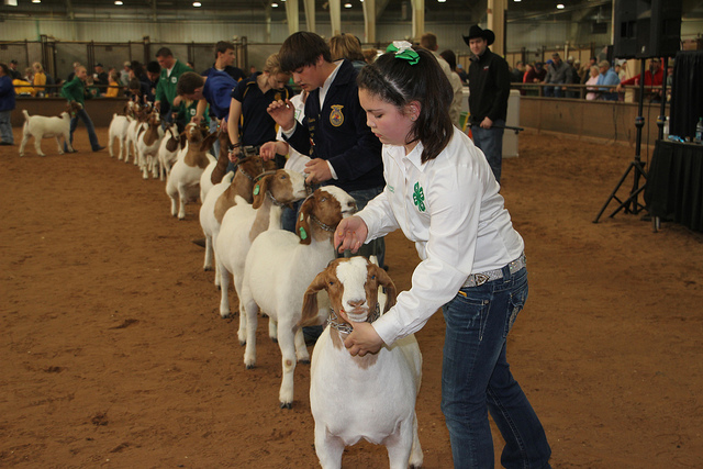 Show Season in Full Swing in Preparation for Oklahoma Youth Expo