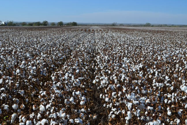 Irrigated Cotton In Oklahoma Panhandle Does Well in 2012