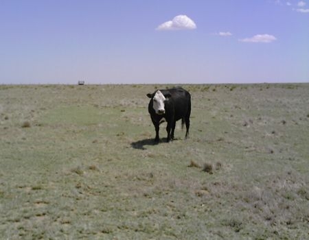 Careful Management Can Reduce Pasture and Range Drought Impact