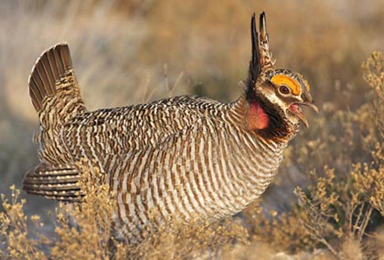 Distinguishing Differences Between Lesser and Greater Prairie-Chicken