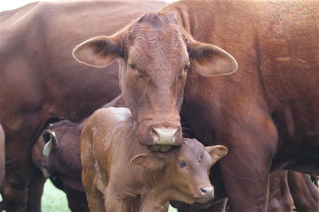 Recognizing the Signs of Impending Calving in Cows or Heifers