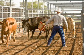 Cattle Raisers Group Offers Training and Education to Ranchers