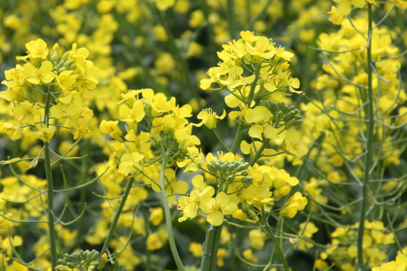 2013 Canola Crop Remains on the Edge and in Need of a Drink of Water- Josh Bushong of OSU