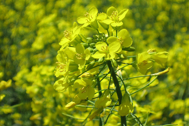 Seeing is Believing:  Answer Plot Knowledge Events Offer Insight into Canola and Wheat