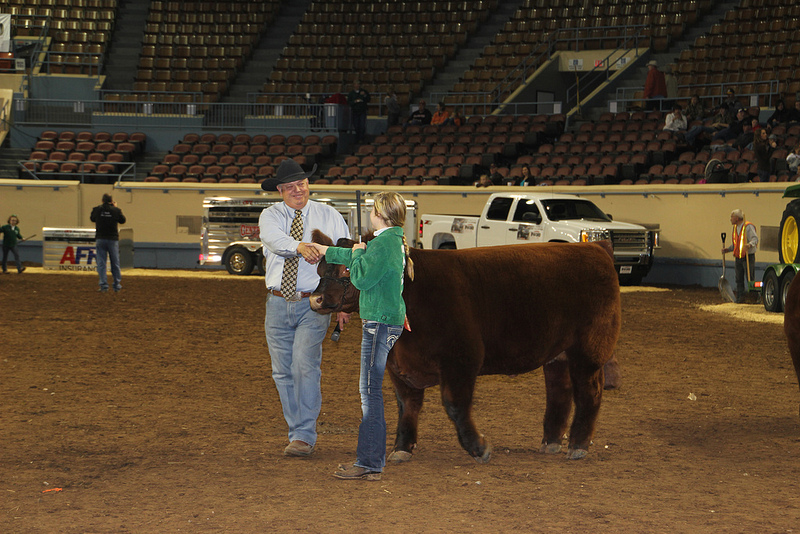 Market Steer Breed Champions Selected at the 2013 Oklahoma Youth Expo