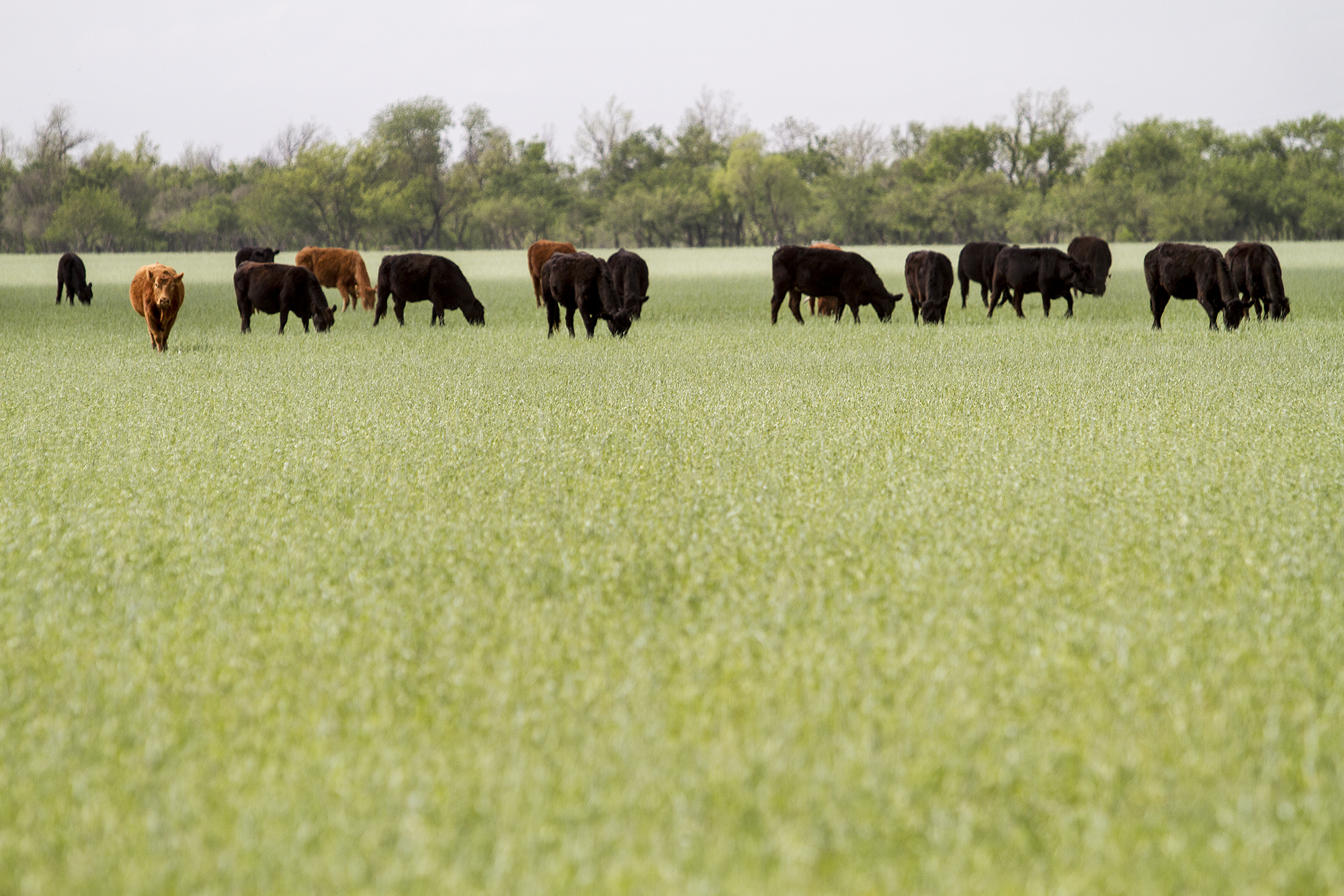 Low-input grazing systems highlight upcoming workshop
