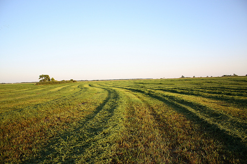 Achieving a Good, Clean Cut is Key to Harvesting Top-Quality Hay