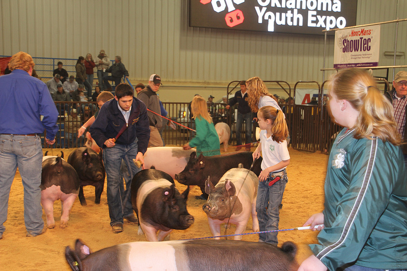 Breeding Gilt Show at 2013 OYE- Supreme Champs Selected and Sale Details Announced