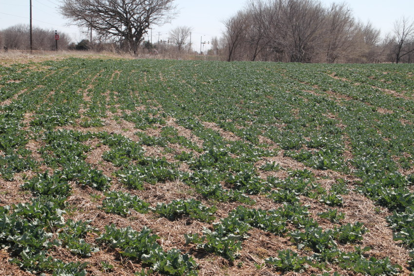 Winter Canola Crop Update- Here Are the Latest Canola Pictures as of March 18, 2013