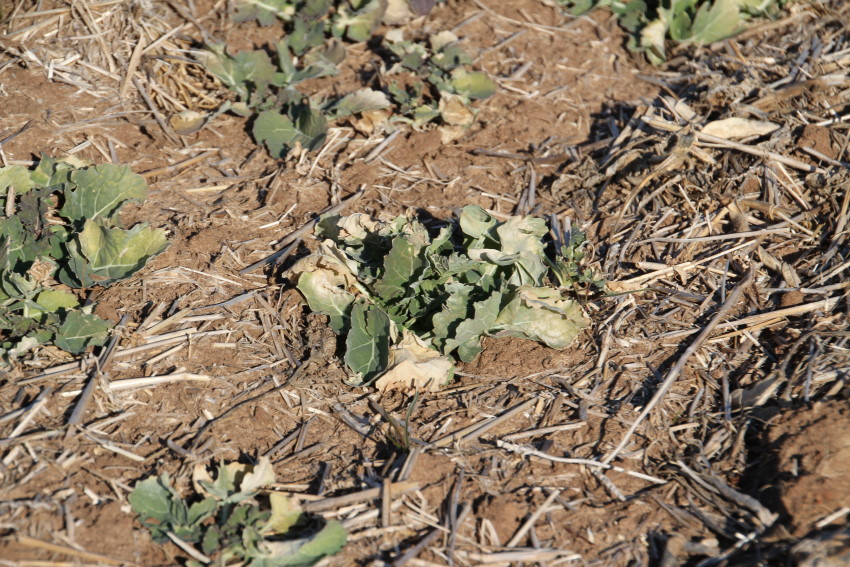 Winter Canola Crop Update- Here Are the Latest Canola Pictures as of March 18, 2013