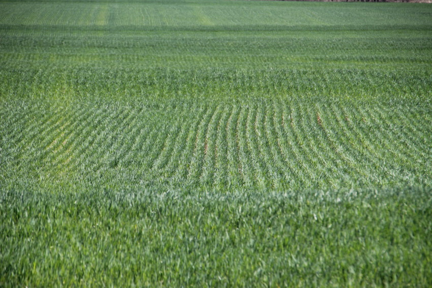 WheatWatch 2013- Here Are the Latest Wheat Crop Pictures as of March 18, 2013