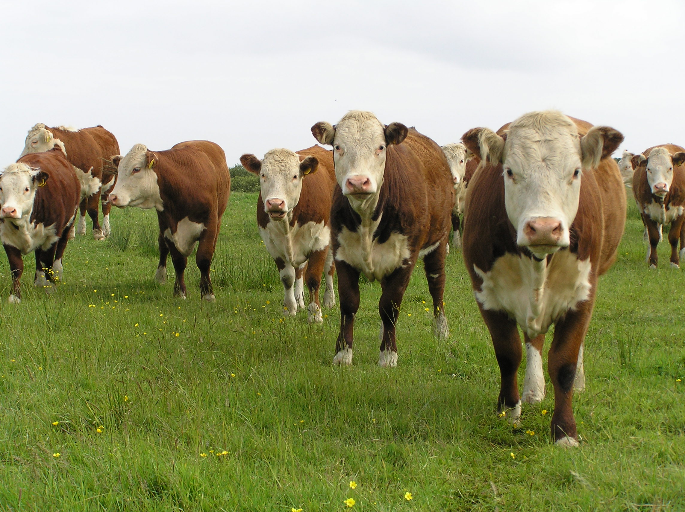 Proper Nutrition for Heifers Most Important as Breeding Season Approaches