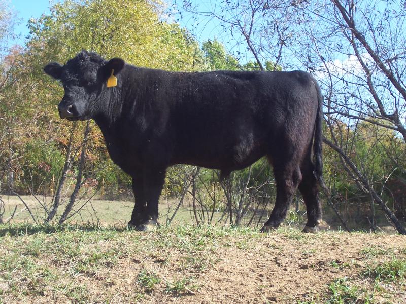 Breeding Exams for Bulls Maximize Reproductive Success