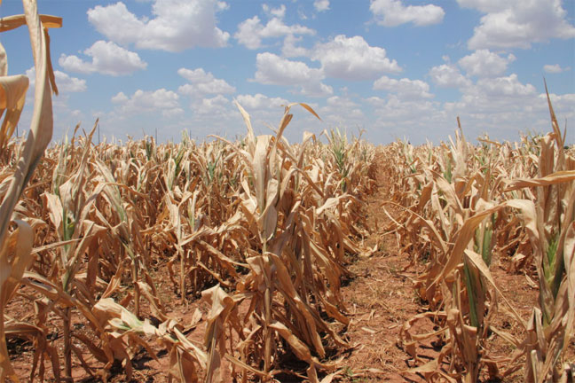 Crop Insurance Helps Farmers Bounce Back After Record Drought 