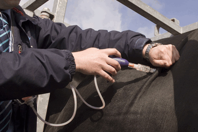Proper Injection Sites Important to Remember at Calf-Working Time