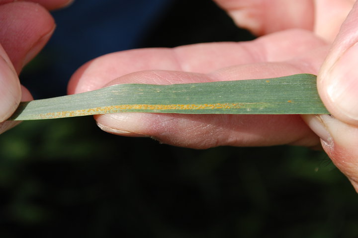 Wheat Diseases Post Firsts in Oklahoma, Bob Hunger Says