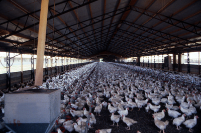 Court Refuses to Dismiss Poultry Farmers Suit Against EPA