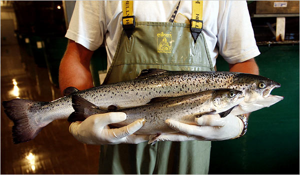 BIO Urges FDA Approval of Genetically-Engineered Salmon