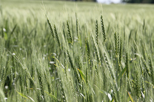 Wheat Quality Council Tour Gets Underway This Week in Kansas