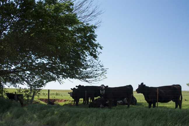 Producers Should Guard Against Heat Stress in Cattle