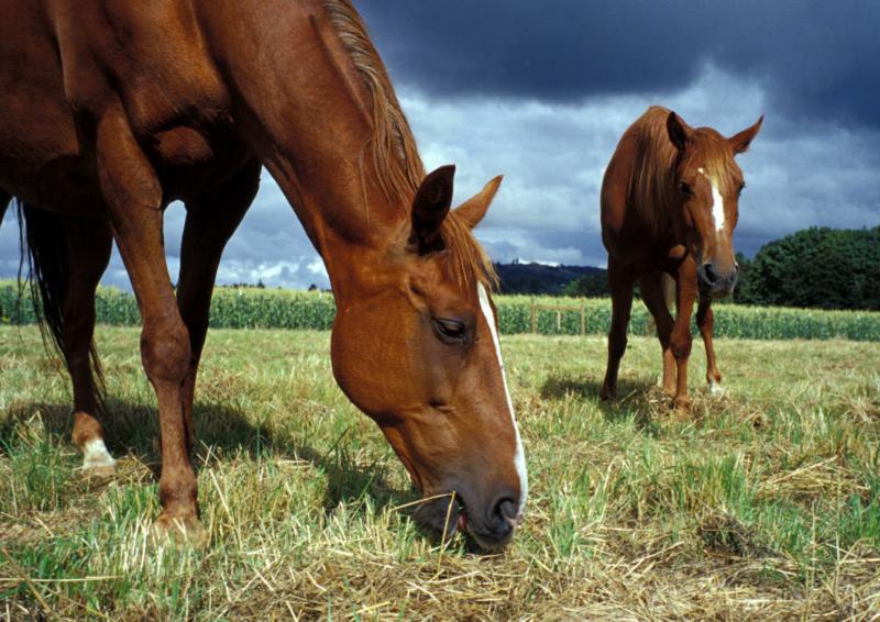 Tips for Guarding Against Heat Stress in Horses