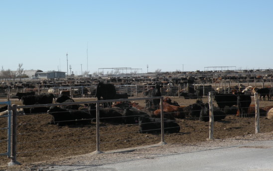 United States Cattle on Feed Down 3 Percent in Latest Report