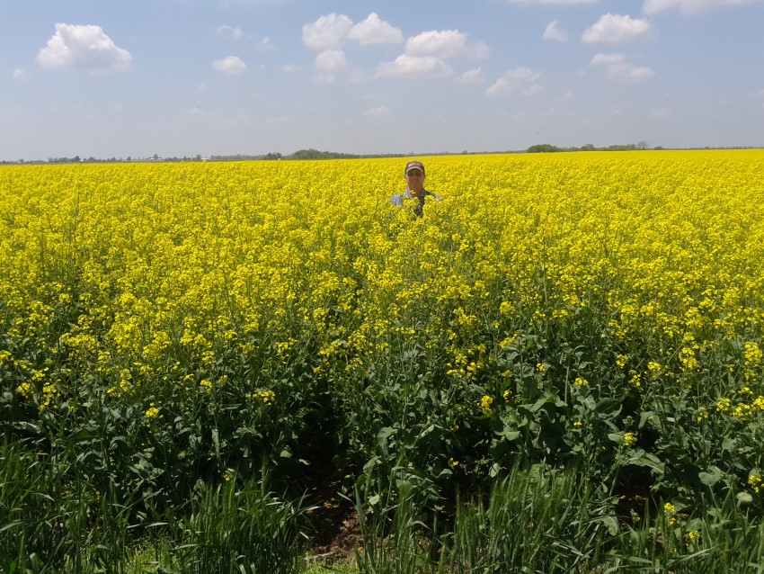 Canola Looking Great in Ottawa County- Take a Look