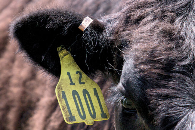 New Animal Identification Rules Aid Disease Traceability
