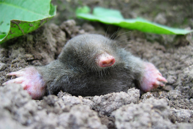 Reclaiming Property from Moles