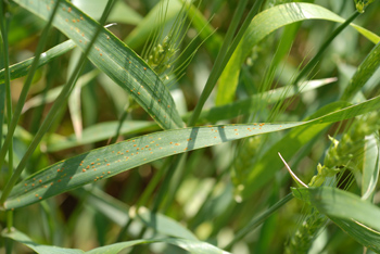 Wheat Disease Update:  Diseases Found, Not Severe So Far