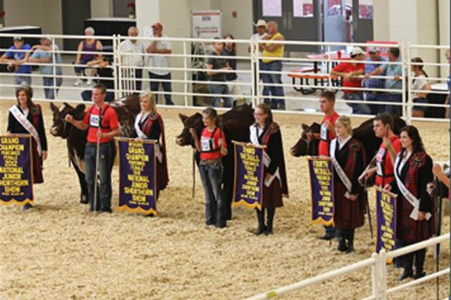 National Junior Shorthorn Show Participation Up from Last Year