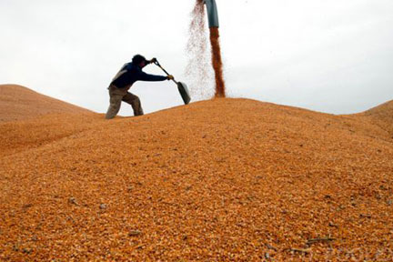 USDA Reports Predict Record Corn and Soybean Crops, Smaller Wheat Crop for 2013